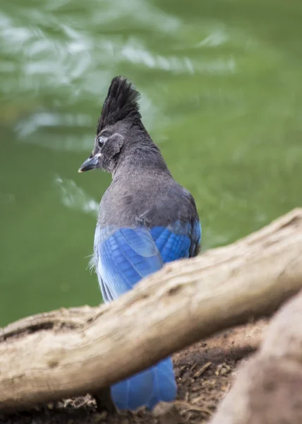 O Jay do Steller. — Fotografia de Stock