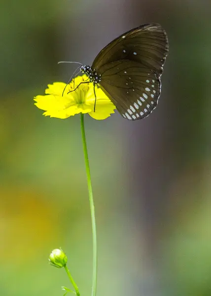 Vlinder — Stockfoto