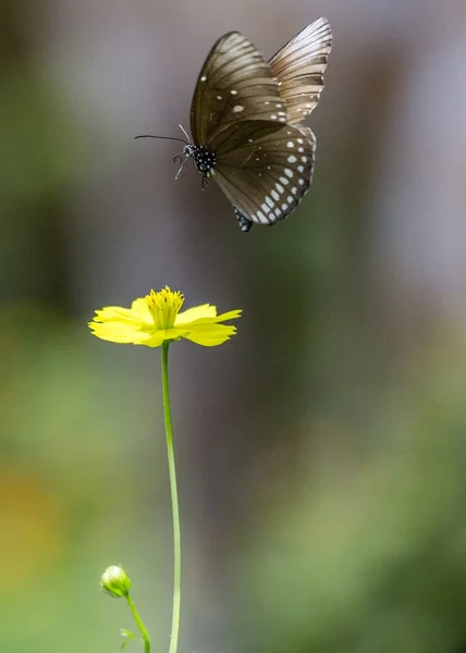 Vlinder — Stockfoto