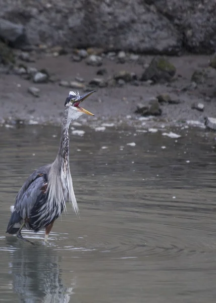 Grote blauwe reiger — Stockfoto