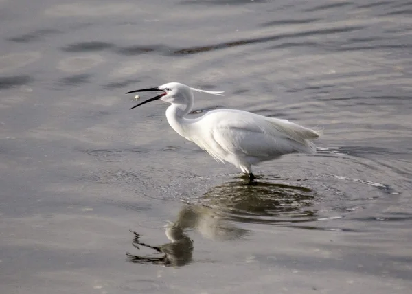 Petite aigrette — Photo