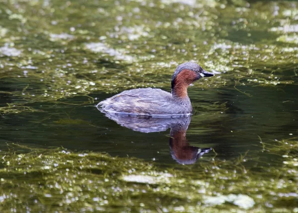 Little Grebe — Stock Photo, Image