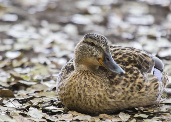 Mallards — Stock Photo, Image