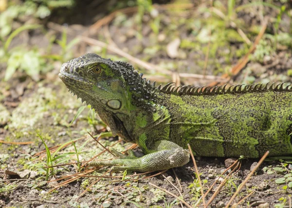 Lagarto en tierra — Foto de Stock