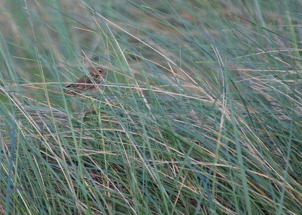 Wiesenpieper — Stockfoto