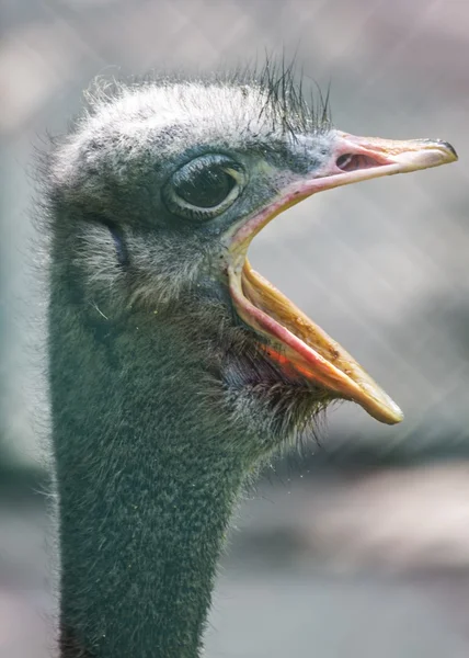 ダチョウ — ストック写真