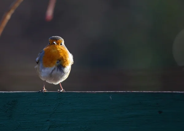 Robin red piersi — Zdjęcie stockowe