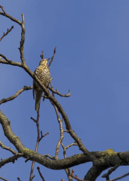 Dubbeltrast — Stockfoto