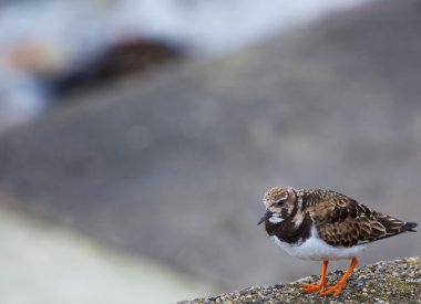 Turnstone