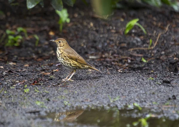 Mistle Thrush — Stock Photo, Image