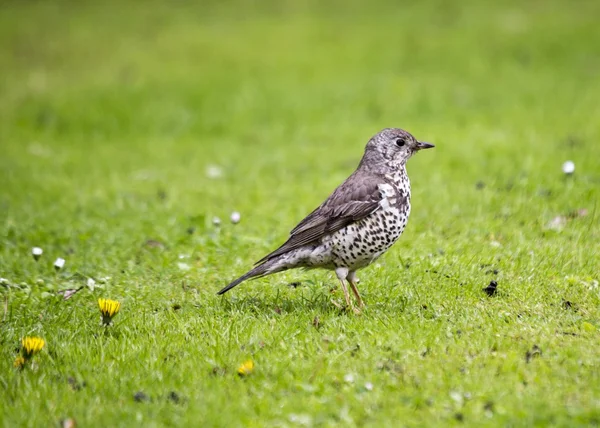 Mistle Thrush — Stock Photo, Image