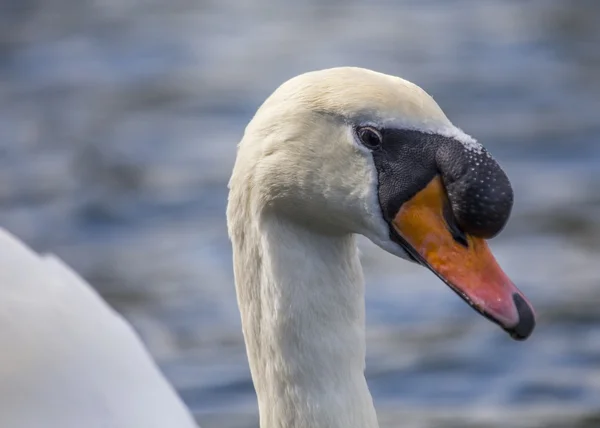 Knölsvan — Stockfoto