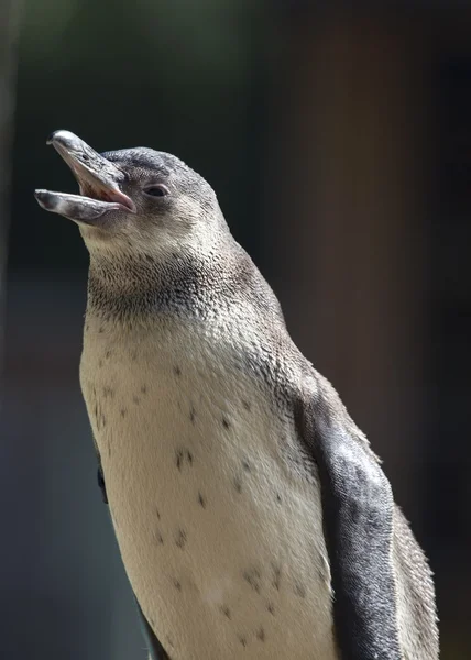 Pingvin - Stock-foto