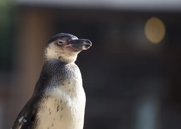Pinguin — Fotografie, imagine de stoc