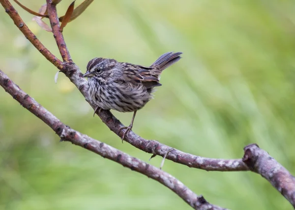 Song Sparrow — Stock fotografie
