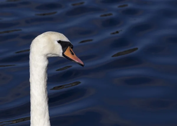 Mute Swan — Stock Photo, Image