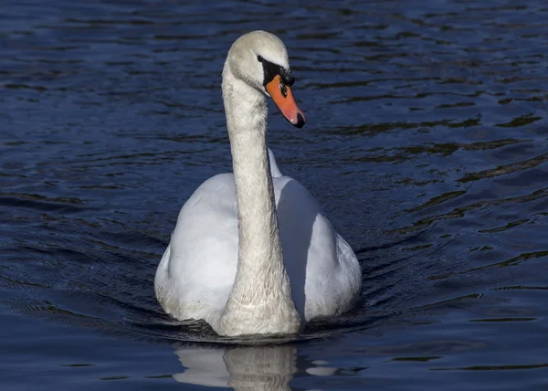 Knobbelzwaan — Stockfoto