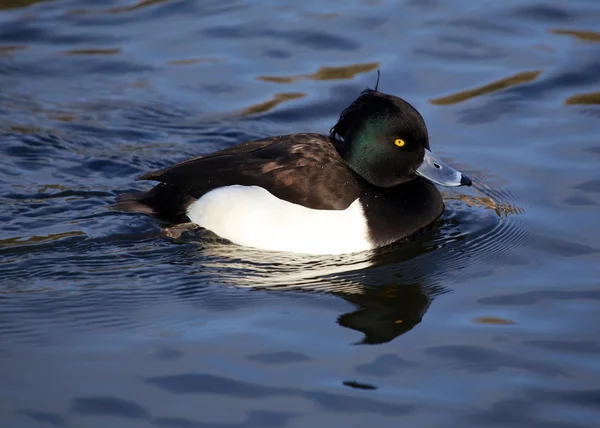 Männliche Büschelente — Stockfoto