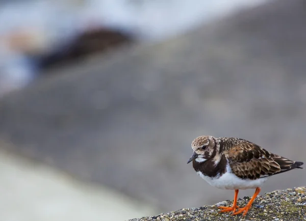 Turnstone — Stock Photo, Image