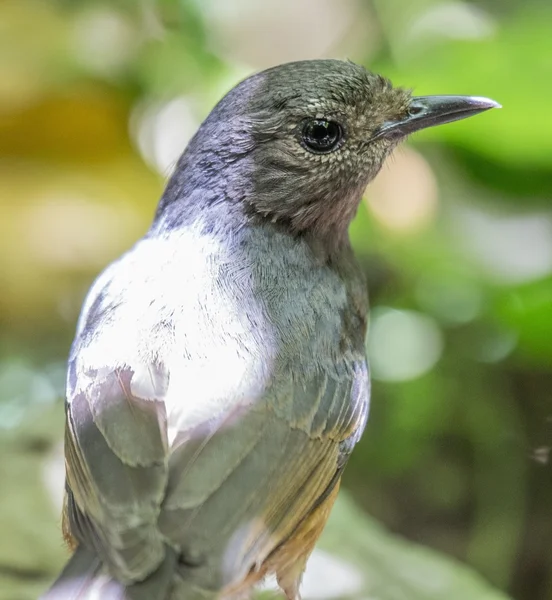 Hvid Rumped Shama - Stock-foto