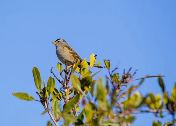 Bílá korunován Sparrow — Stock fotografie