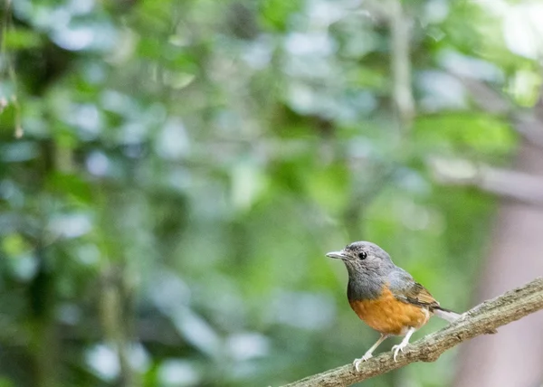 White-Rumped Shama — Stock Photo, Image