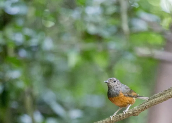 Bianco-Rumped Shama — Foto Stock