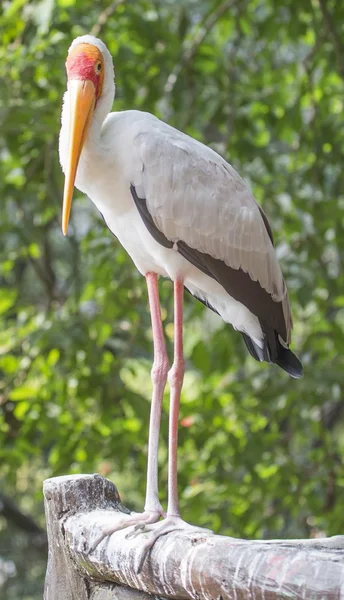 Yellow Billed Stork — Stock Photo, Image