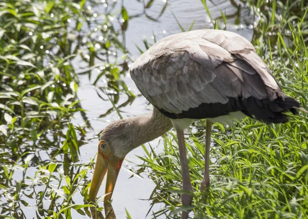 Yellow Billed Stork — Stock Photo, Image