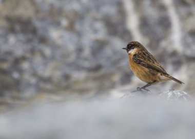 Stonechat
