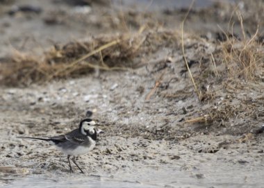 Alaca kuyruksallayan