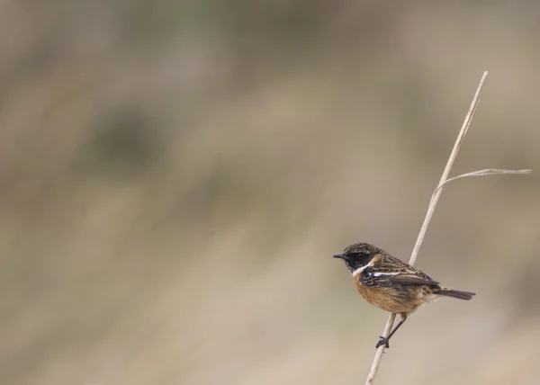 Stonechat — Stock Photo, Image