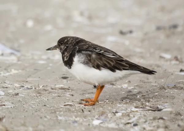 Turnstone — Stock Photo, Image