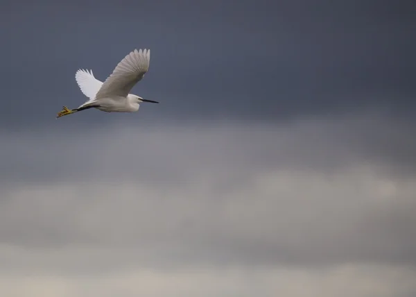 Kleine zilverreiger — Stockfoto