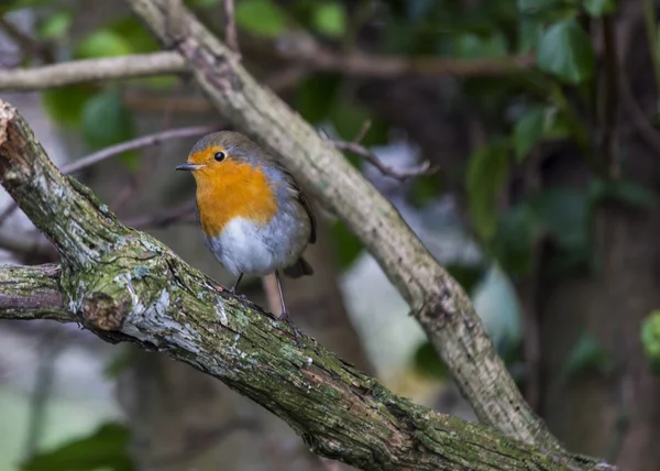 Robin Red Breast — Stock Photo, Image