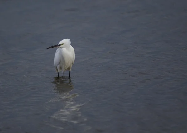 Pequeno egret. — Fotografia de Stock