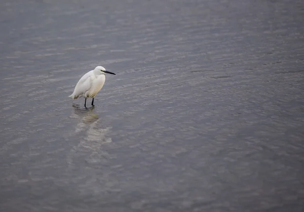 Petite aigrette — Photo