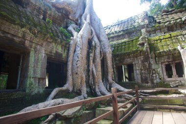 ta prohm, angkor wat, Kamboçya Harabeleri