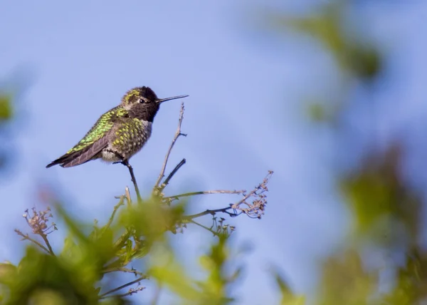 Koliber Anny — Zdjęcie stockowe