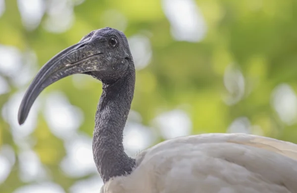 Černé čele ibis — Stock fotografie