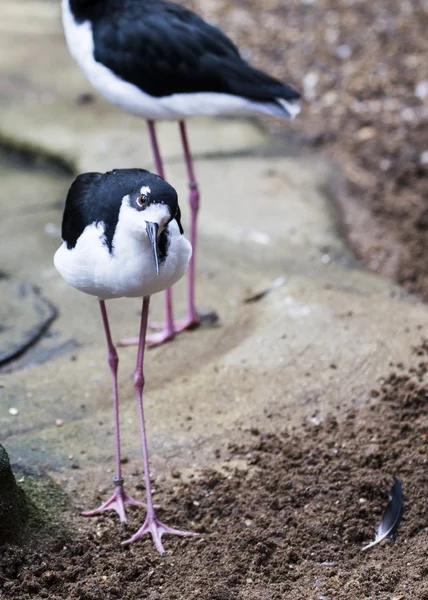 Stilt dal collo nero — Foto Stock