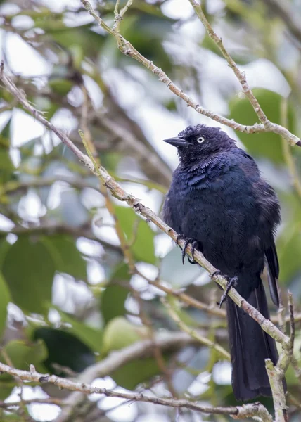 Piwne Blackbird — Zdjęcie stockowe