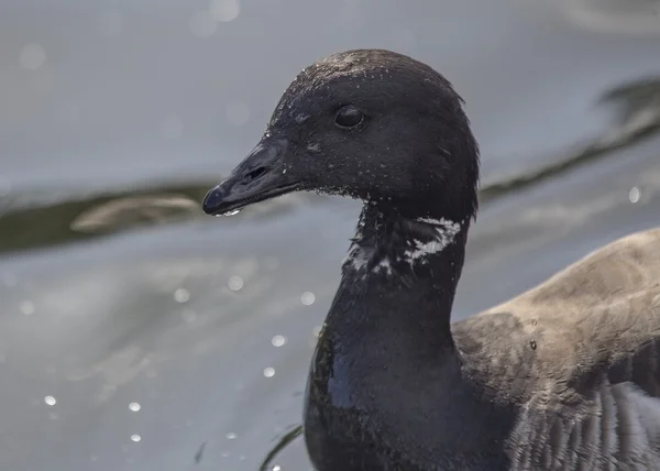 Brent Goose — Stockfoto