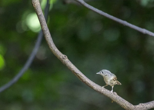 Fulvetta de mejilla parda — Foto de Stock