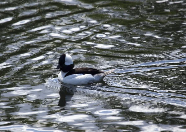 물에 bufflehead 오리 — 스톡 사진