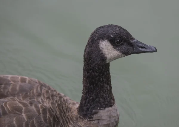 Noordse gans — Stockfoto