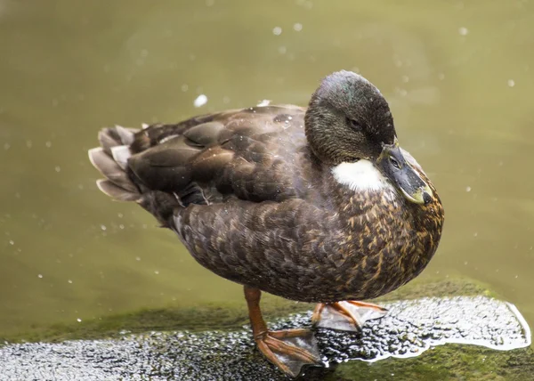 Domesticated Duck — Stock Photo, Image