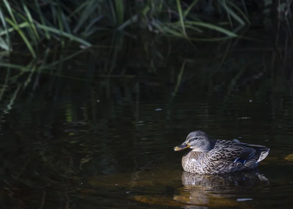 Mallard — Stock Photo, Image