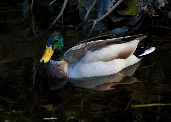 Mallard — Stock Photo, Image