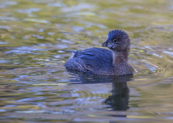 Grebe dal becco magico adulto — Foto Stock